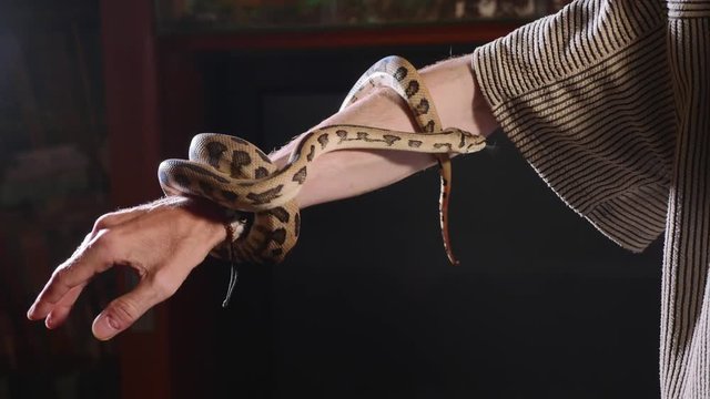 Snake on the male hand. Dangerous reptiles in the role of domestic pets.