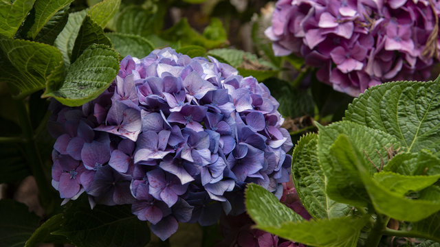 Fototapeta Nice purple flowers