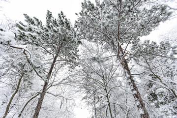 snow covered forest,winter landscape 