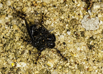 ants carrying bee Arapuá (Trigona spinipes)
