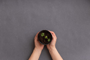 Top view on woman's hands holding small pot with sprouts on grey table background.