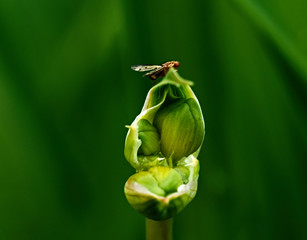 A fly in the grass/Thickets of grass. A fly sits on the grass. Nature, macro, close-up. Russia, Moscow region, Shatura