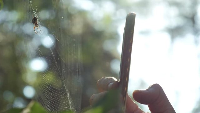 Caucasian man taking a picture of a spider in spiderweb using smartphone.