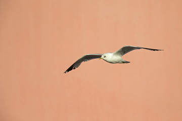 A common gull (Larus canus) flying infront of a pink building in the ports of Bremen Germany.