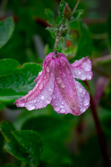 Close up of a wet pink clematis flower