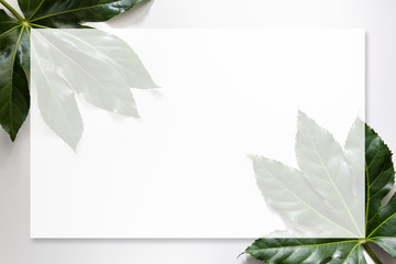 White background with green large leaves in the corners with a white mockup