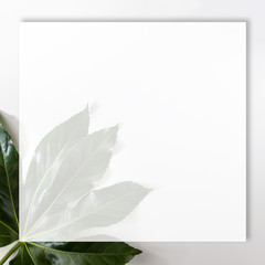 White background with a green large leaf in the corner with a white mockup
