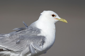 A close up of an adult common gull or Mew gull (Larus canus standing on a parking lot in the ports of Bremen Germany.