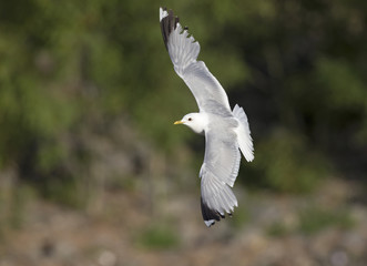A common gull (Larus canus) flying infront of a pink building in the ports of Bremen Germany.