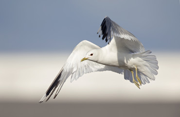 A common gull (Larus canus) flying infront of a building and sky in the ports of Bremen Germany.