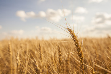 Fototapeta premium wheat field