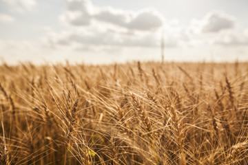 wheat field