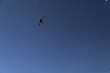 Swallows over Spanish village, northern Spain