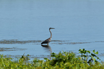 Great Blue Heron at Emiquon 0224