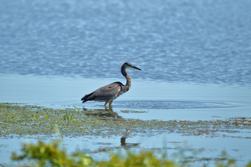 Great Blue Heron at Emiquon 0281