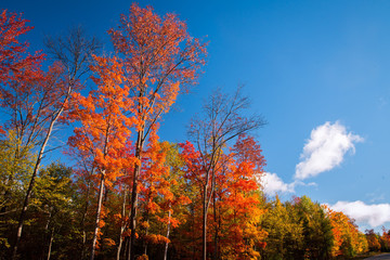 Fall Color in New England