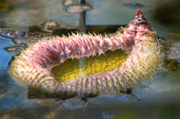 Close-up of water plant which is open looking like animal