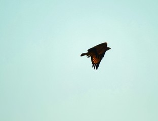 Aguilucho Colorado