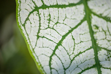 Close-up of leaf covered with white powder showing leaf's nerves