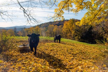 Curious Cows in New England