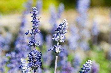 Obraz premium English Lavender plant blooming on meadow