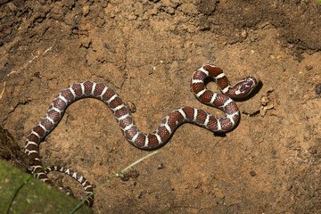 Young milk snake on soil of a garden in Connecticut. - obrazy, fototapety, plakaty