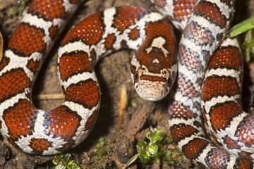 Closeup of young milk snake on garden soil in Connecticut.