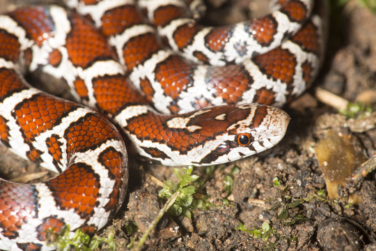 Closeup of young milk snake on garden soil in Connecticut.