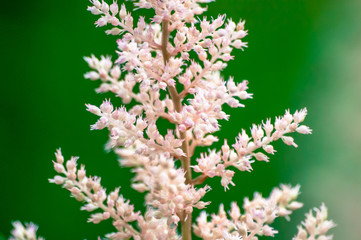 Close-up of pink wildflower in bloom on green background