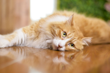 Fototapeta na wymiar Cat lying on the wooden floor