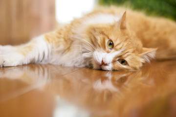 Cat lying on the wooden floor