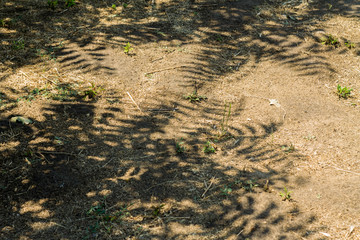 Color image of the shadows of trees on the ground