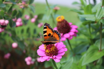 Fototapeta na wymiar Ein Schmetterling auf einer Zinie