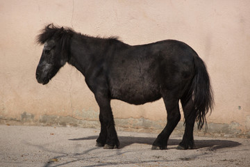 Obraz na płótnie Canvas Shetland pony (Equus ferus caballus f. domestica)