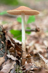 Small mushroom in a forest on green moss with dry leaves. Macro photo shoot of nature.