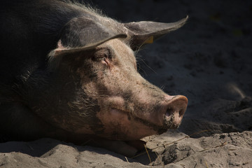 Fototapeta premium Pietrain swine (Sus scrofa f. domesticus)