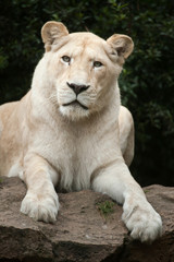 Fototapeta na wymiar White lion (Panthera leo krugeri).