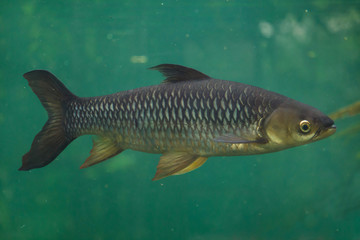 Hoven's carp (Leptobarbus hoevenii)