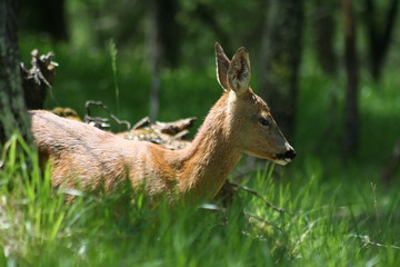 A roe deer in the grass