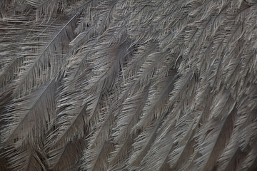 Greater rhea (Rhea americana). Plumage texture.