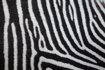 Grevy's zebra (Equus grevyi). Skin texture.