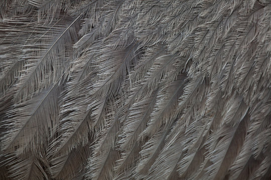 Greater rhea (Rhea americana). Plumage texture. © Vladimir Wrangel