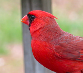 Cardinal 