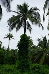 Obraz na płótnie Canvas kokosnusspalme 