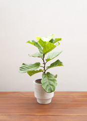 Ficus lyrate tree in cement pot on wooden floor