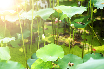 lotus in the pond