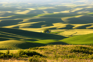 Rolling hills in Washington state at Palouse under sun set