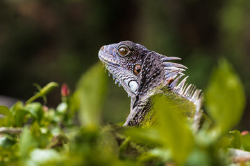 Obraz premium iguana silvestre en medio de la vegetación