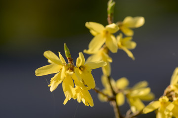 Spring bush Forsythia in bloom, branches full of flowers and buds