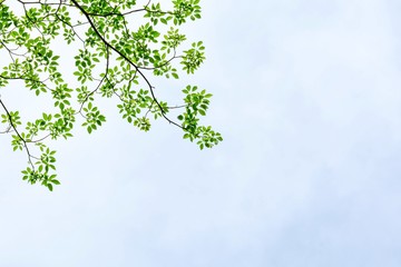 Obraz premium beautiful tree branch and green leaf isolated on white background